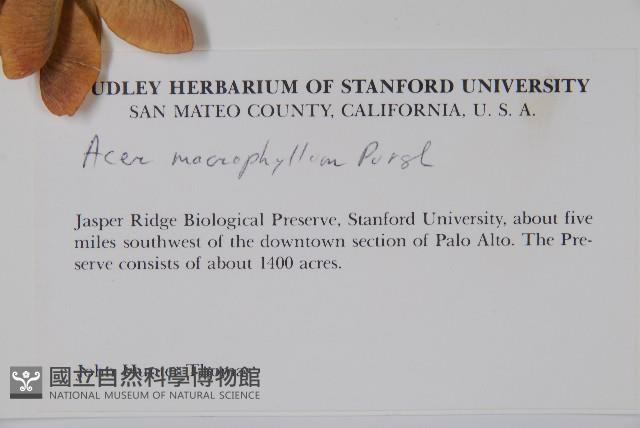 大葉槭藏品圖，第2張