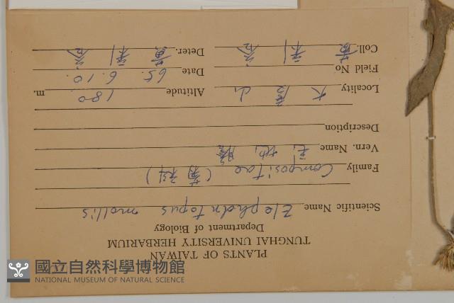 地膽草、毛蓮菜藏品圖，第2張