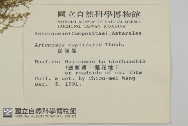 茵蔯蒿藏品圖，第2張