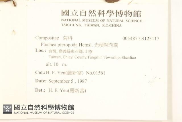 光梗闊苞菊藏品圖，第2張