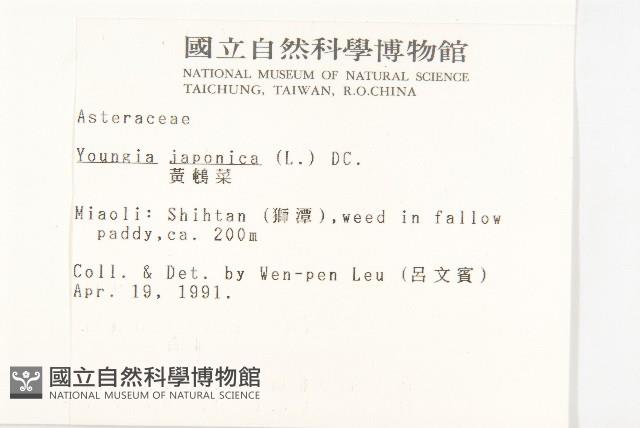 黃鵪菜藏品圖，第2張