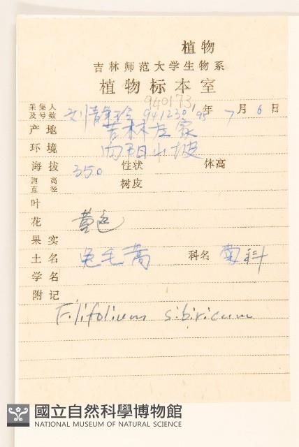 線葉菊藏品圖，第2張