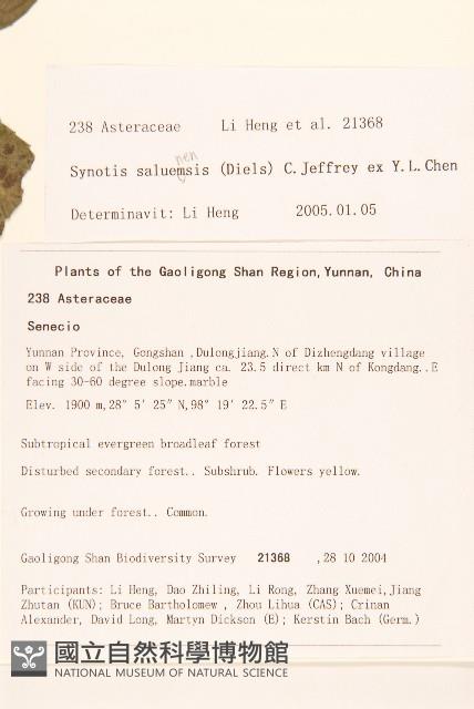 腺毛尾藥菊藏品圖，第2張