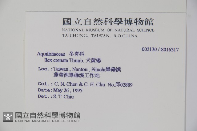 假黃楊藏品圖，第2張