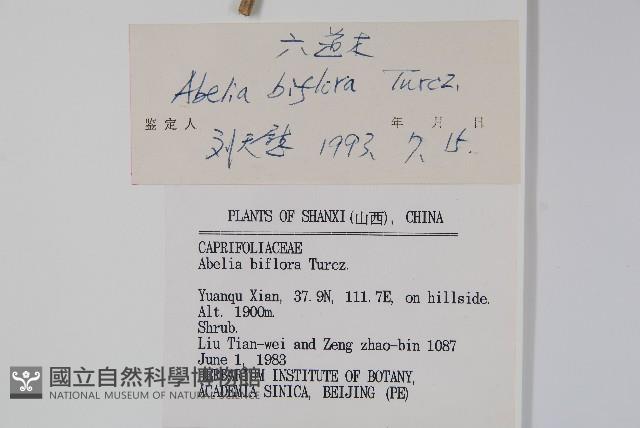 六道木藏品圖，第2張