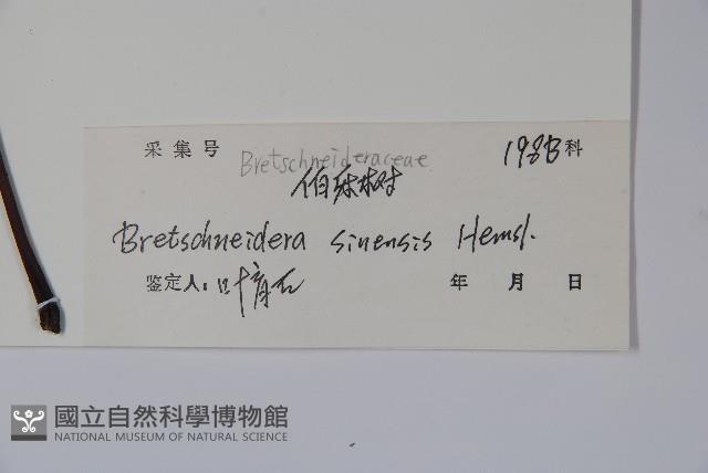 鐘萼木藏品圖，第2張