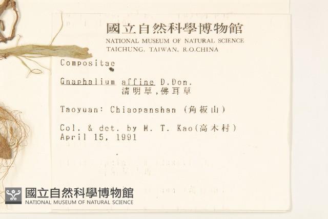 鼠麴草藏品圖，第2張