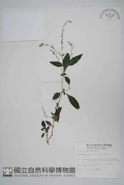 針刺草藏品圖，第1張