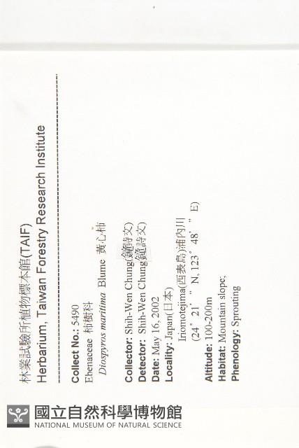 黃心柿藏品圖，第2張