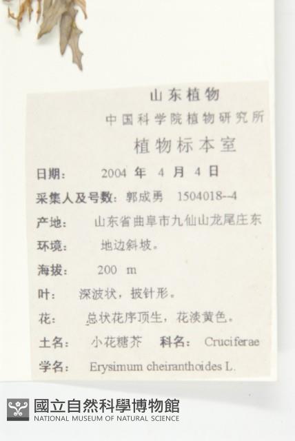 小花糖芥藏品圖，第2張