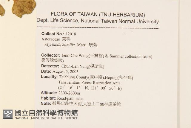 矮菊藏品圖，第2張