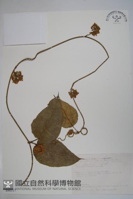 臺灣牛嬭菜藏品圖，第1張