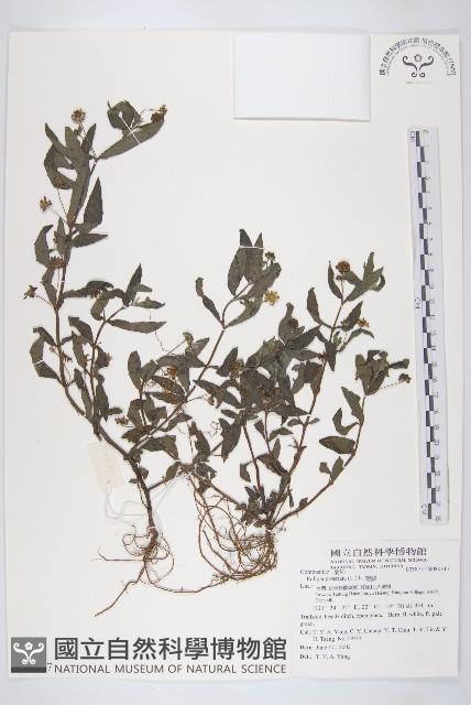 鱧腸藏品圖，第1張