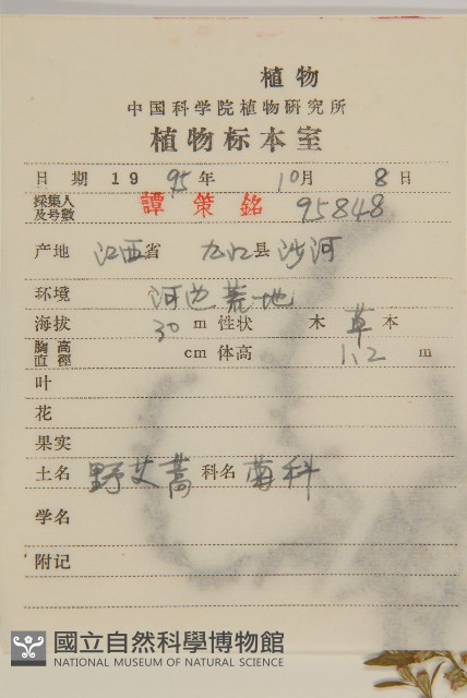 野艾蒿藏品圖，第2張