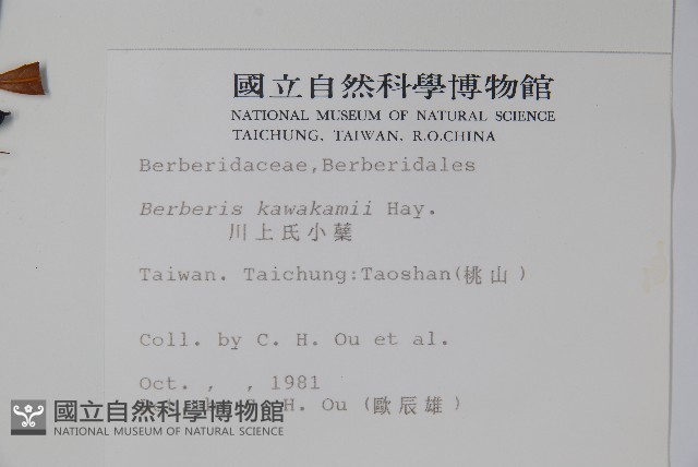 臺灣小蘗藏品圖，第2張