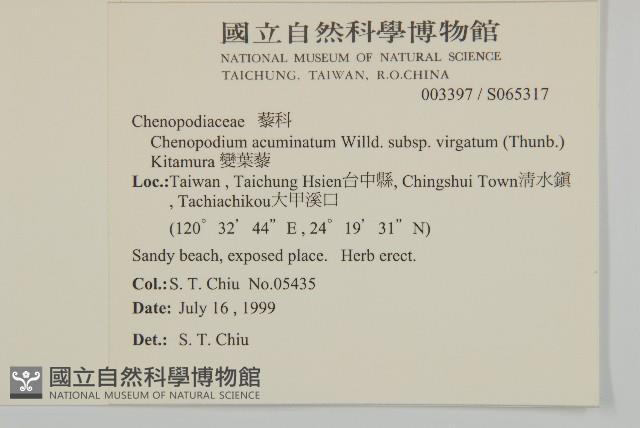 變葉藜藏品圖，第2張