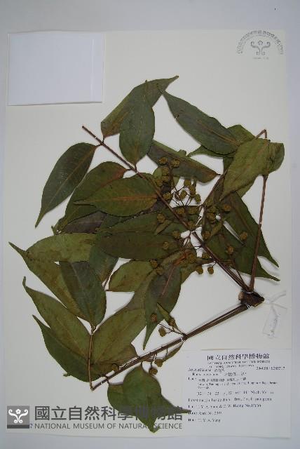 木蠟樹、山漆藏品圖，第1張