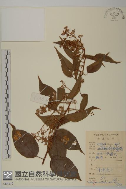 雷公藤藏品圖，第1張