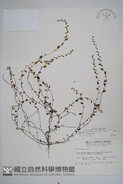 細纍子草藏品圖，第1張