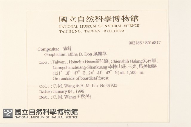 鼠麴草藏品圖，第2張