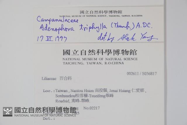 輪葉沙參藏品圖，第2張