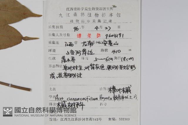 樟葉槭藏品圖，第2張