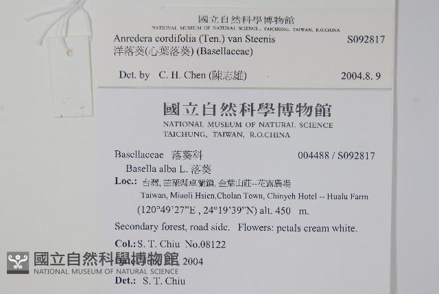 洋落葵、心葉落葵藏品圖，第2張