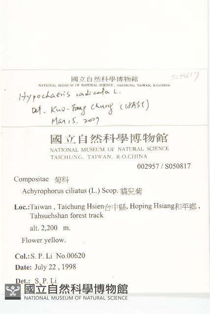 貓兒菊藏品圖，第2張