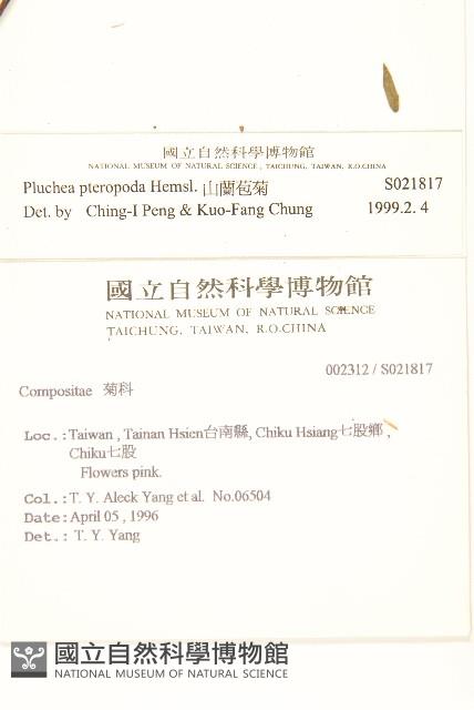 光梗闊苞菊藏品圖，第2張