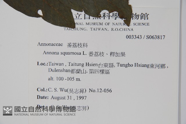 番荔枝、釋迦果、佛頭果藏品圖，第2張