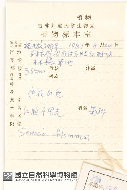 紅輪千里光藏品圖，第2張