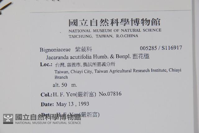 藍花楹藏品圖，第2張