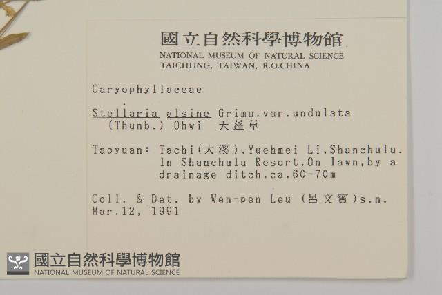 天蓬草、雀舌草藏品圖，第2張