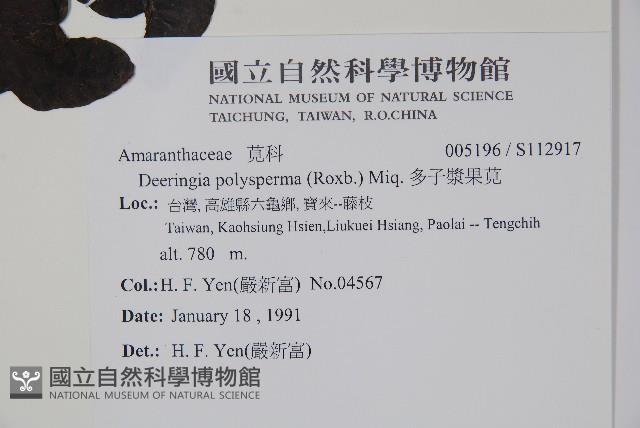 多子漿果莧藏品圖，第2張