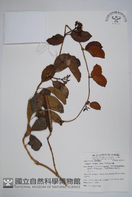 爬森藤藏品圖，第1張