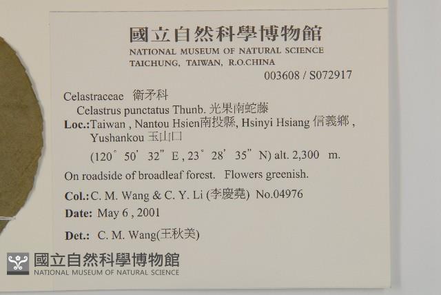 光果南蛇藤藏品圖，第2張