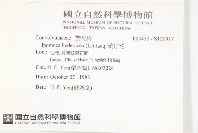 碗仔花藏品圖，第2張