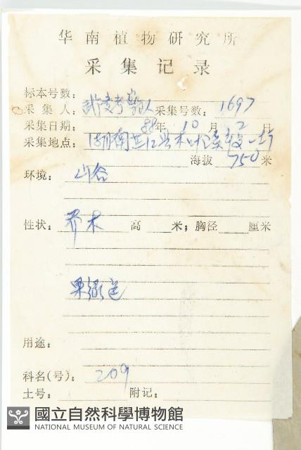 燈臺樹藏品圖，第2張