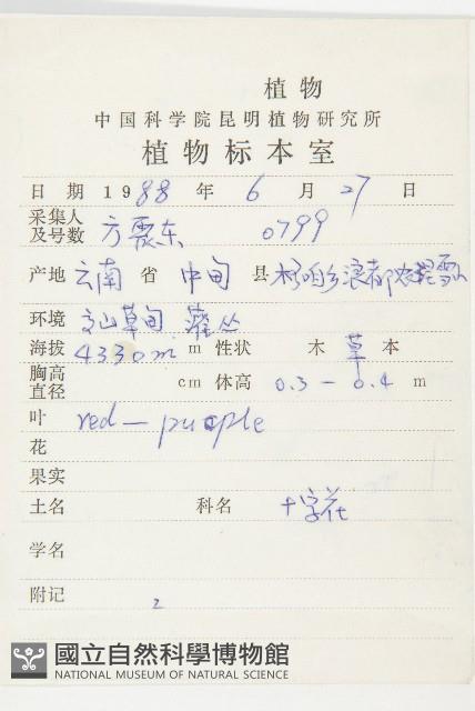 小葉高汨菜藏品圖，第2張