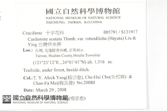 台灣碎米薺藏品圖，第2張