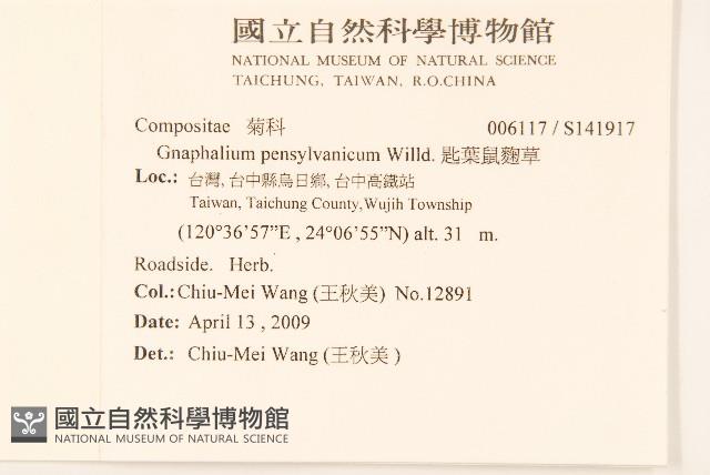 匙葉鼠麴草藏品圖，第2張