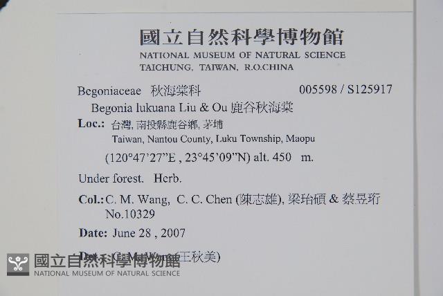 鹿谷秋海棠藏品圖，第2張