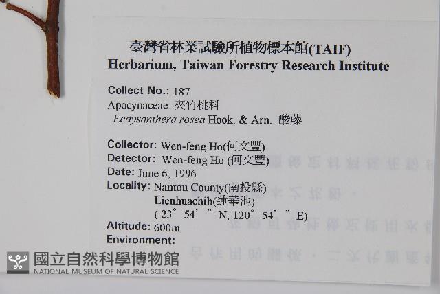 酸藤藏品圖，第2張