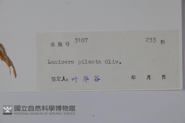 蕊帽忍冬藏品圖，第2張