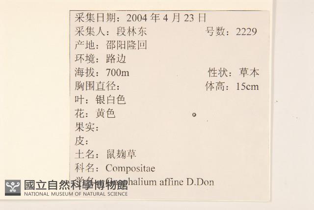 鼠麴草藏品圖，第2張