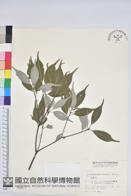 錐果櫟藏品圖，第1張