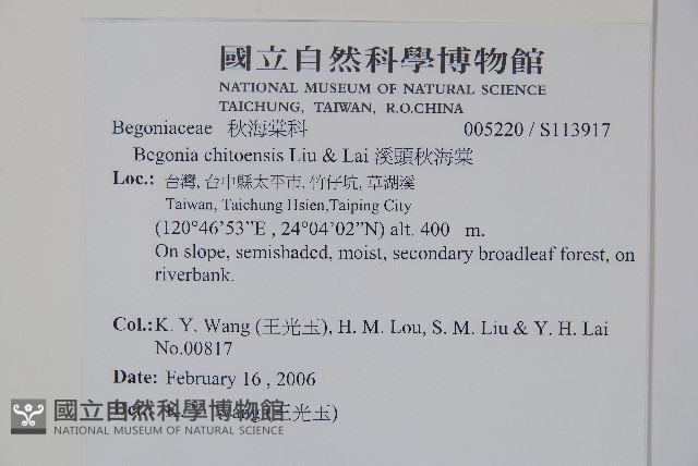 溪頭秋海棠藏品圖，第5張