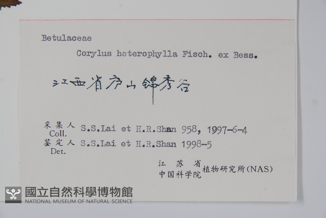 榛樹藏品圖，第2張