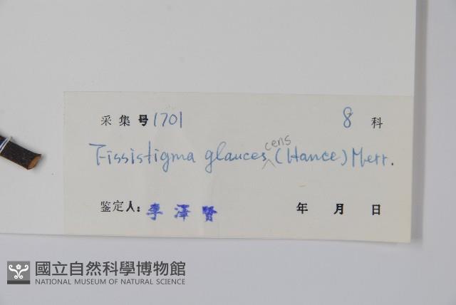 裏白瓜馥木藏品圖，第2張