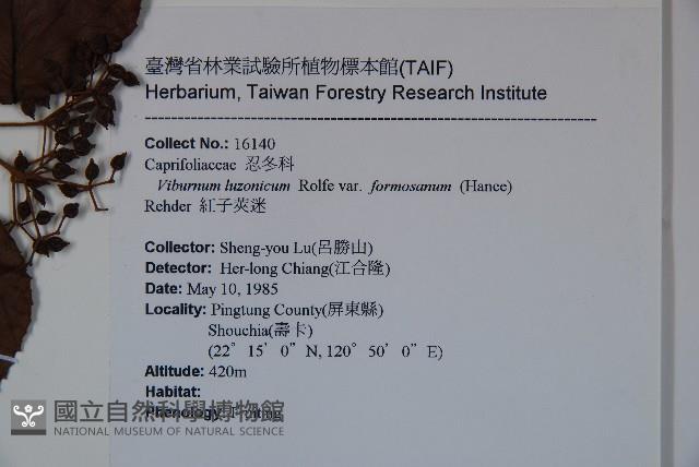 紅子莢迷藏品圖，第2張